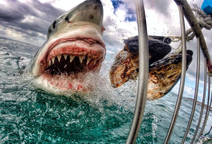 A hungry shark being baited for a fantastic photograph