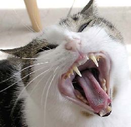 A yawning cat (mirrored)