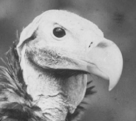 A vulture from India (mirror-reversed to match Levy's pose)