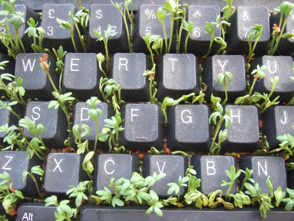 Water cress growing in a computer keyboard