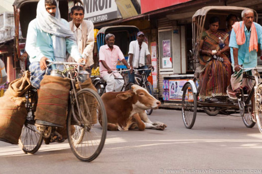 Sacred cow relaxing in the middle of a busy Varanasi street. Photo courtesy Francis Cassidy