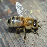 A honeybee (mirrored from original)