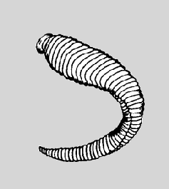 A leech