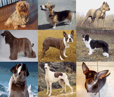 Various breeds of dog